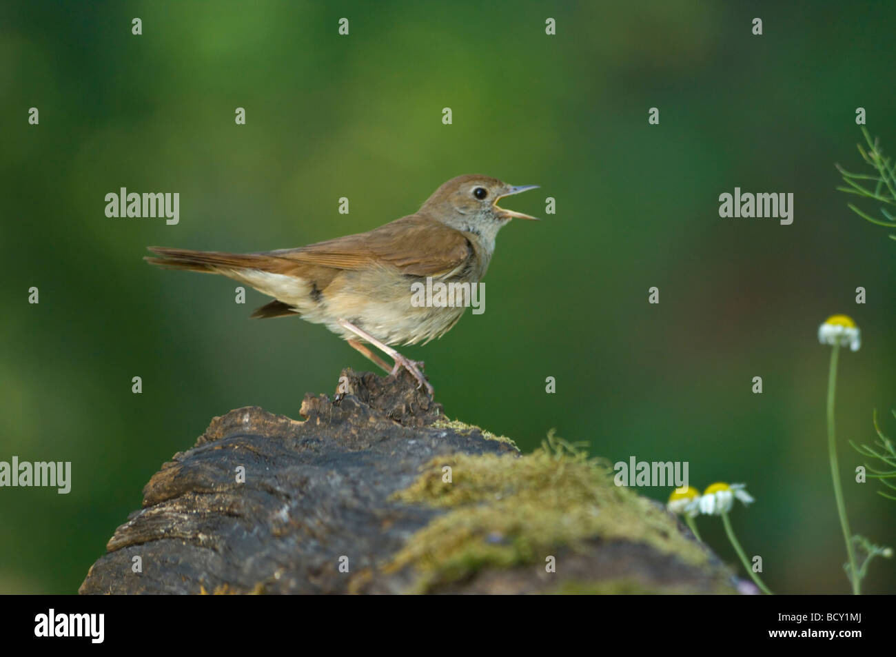 Nightingale singing hires stock photography and images Alamy