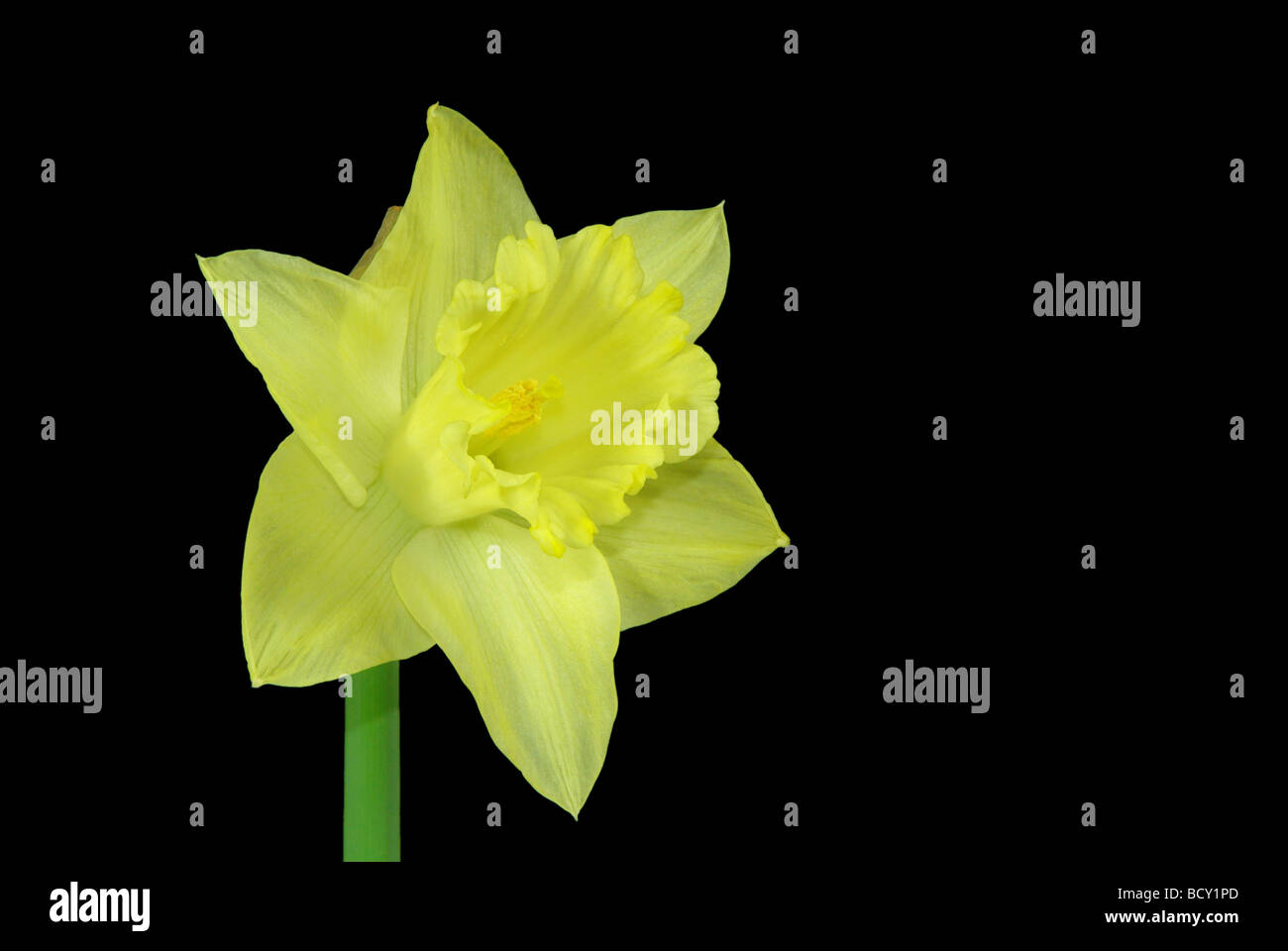 Osterglocke auf schwarz daffodil on black 06 Stock Photo