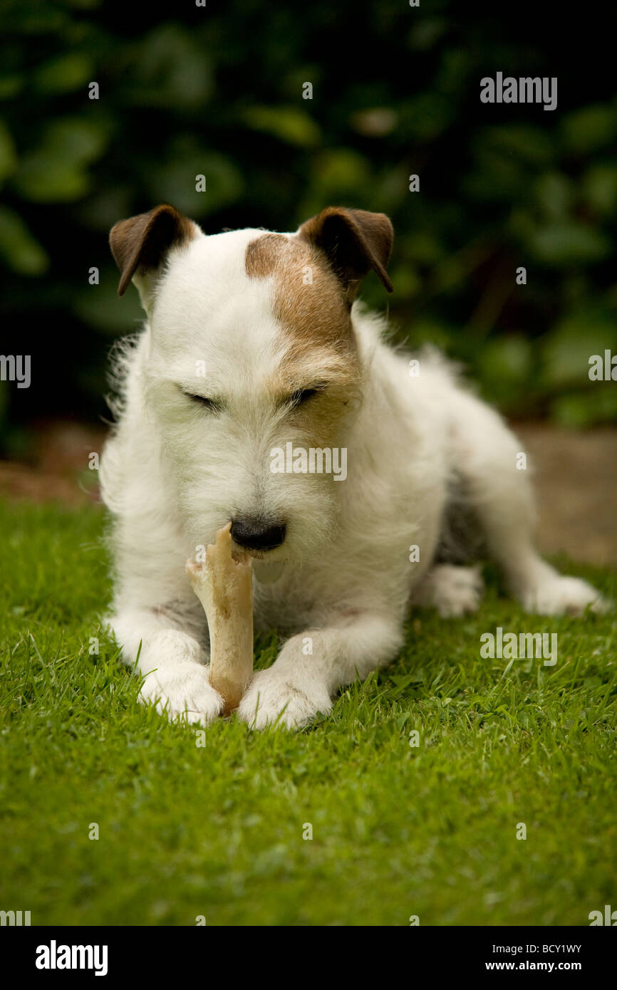 jack russell holding a bone in place between his paws while chewing at it Stock Photo Alamy