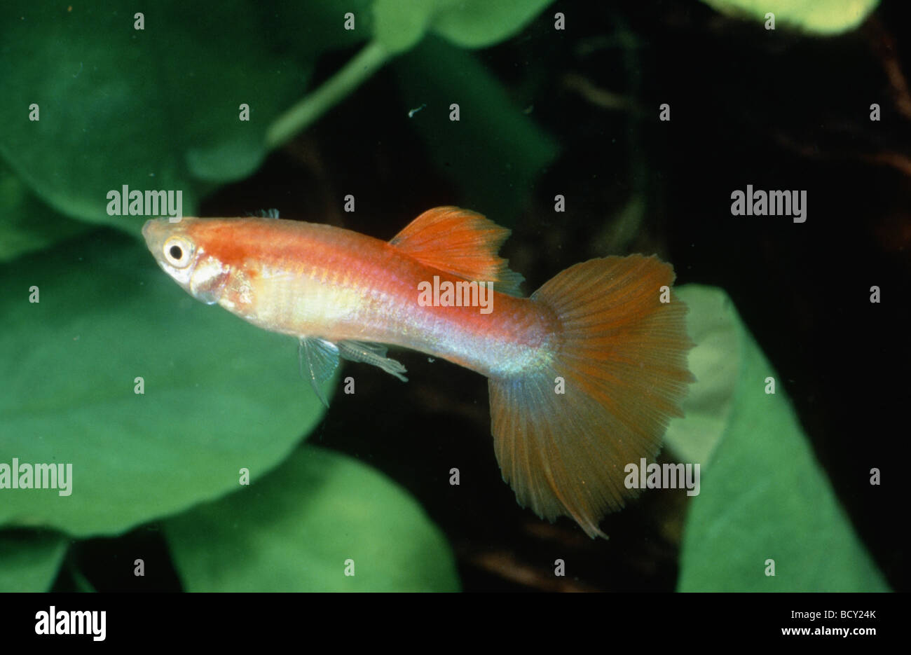 Guppy/ Poecilia reticulata / Lebistes reticulatus Stock Photo