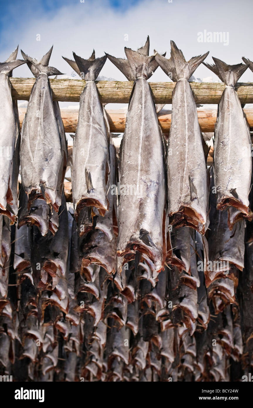 Stockfish imagem de stock. Imagem de escandinavo, pesca - 29769101