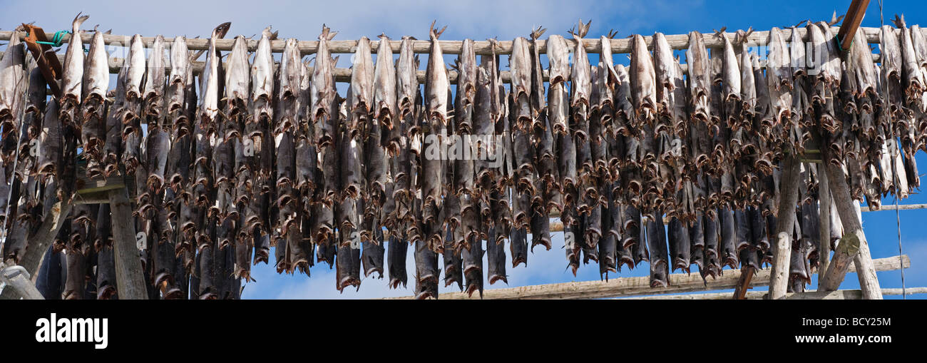 Cod stockfish hang from wood drying racks to dry in winter air, Lofoten islands, Norway Stock Photo