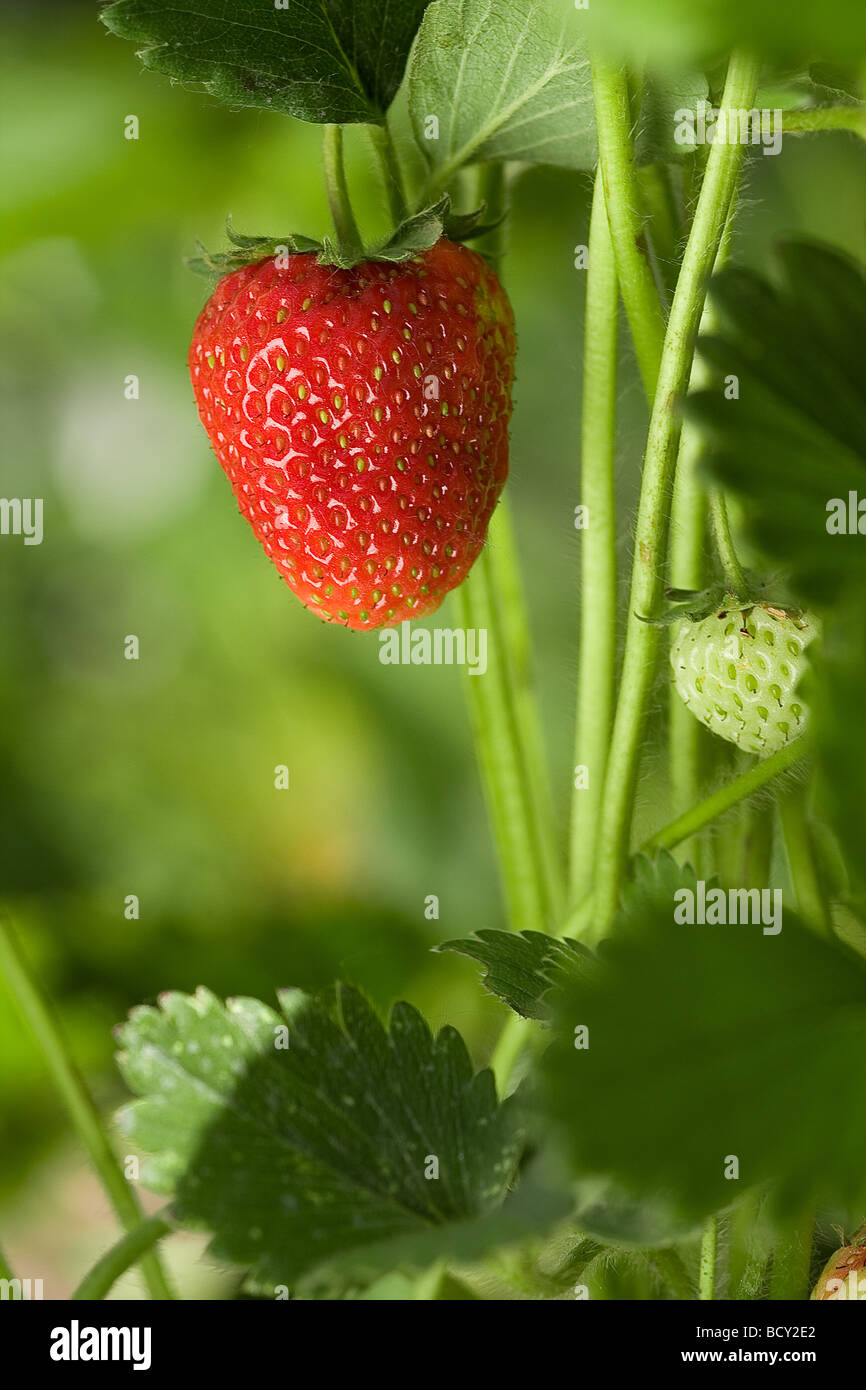 Strawberry plant hi-res stock photography and images - Alamy