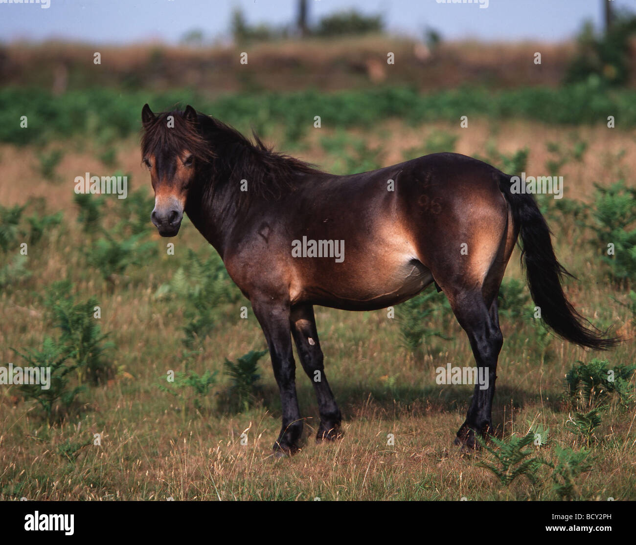 Exmoor pony (Equus caballus) against the typical moor landscape. Exmoor, Great Britain Stock Photo