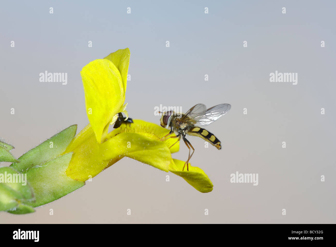 Hover fly on Monkey flower Mimulus guttatus Stock Photo