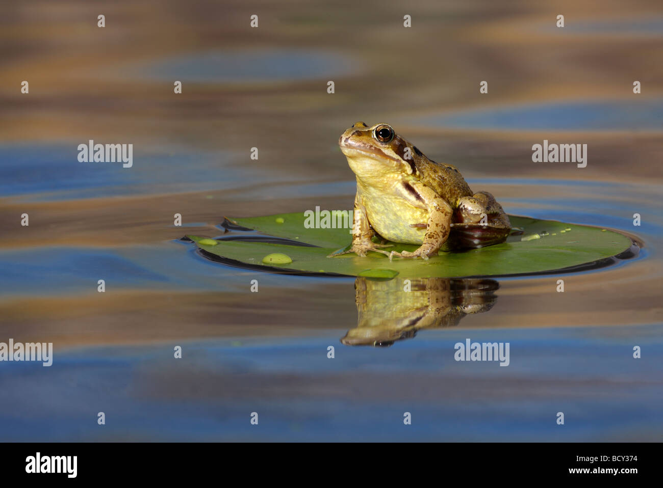 Common Frog  Rana temporaria with reflection Stock Photo