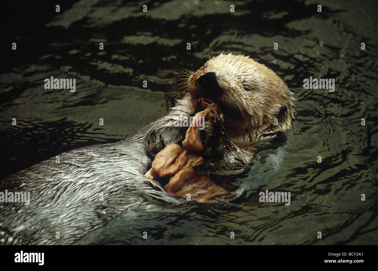 enhydra lutris / sea otter Stock Photo - Alamy