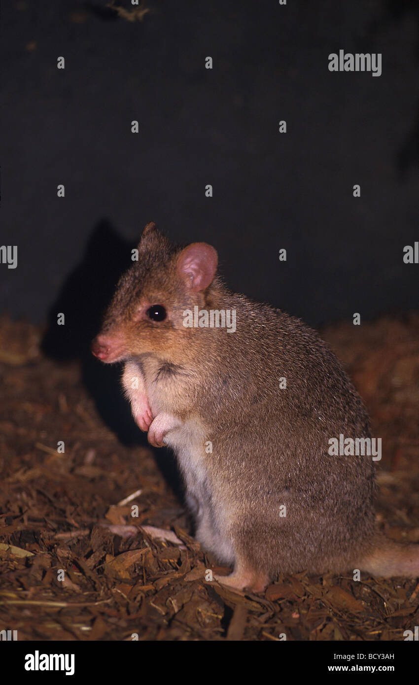 betongia spp. / short-nosed rat-kangaroo Stock Photo