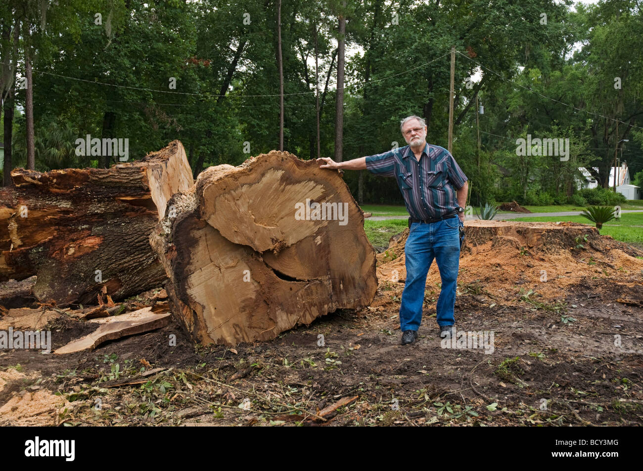 tree removal of huge live oak in High Springs Florida Stock Photo