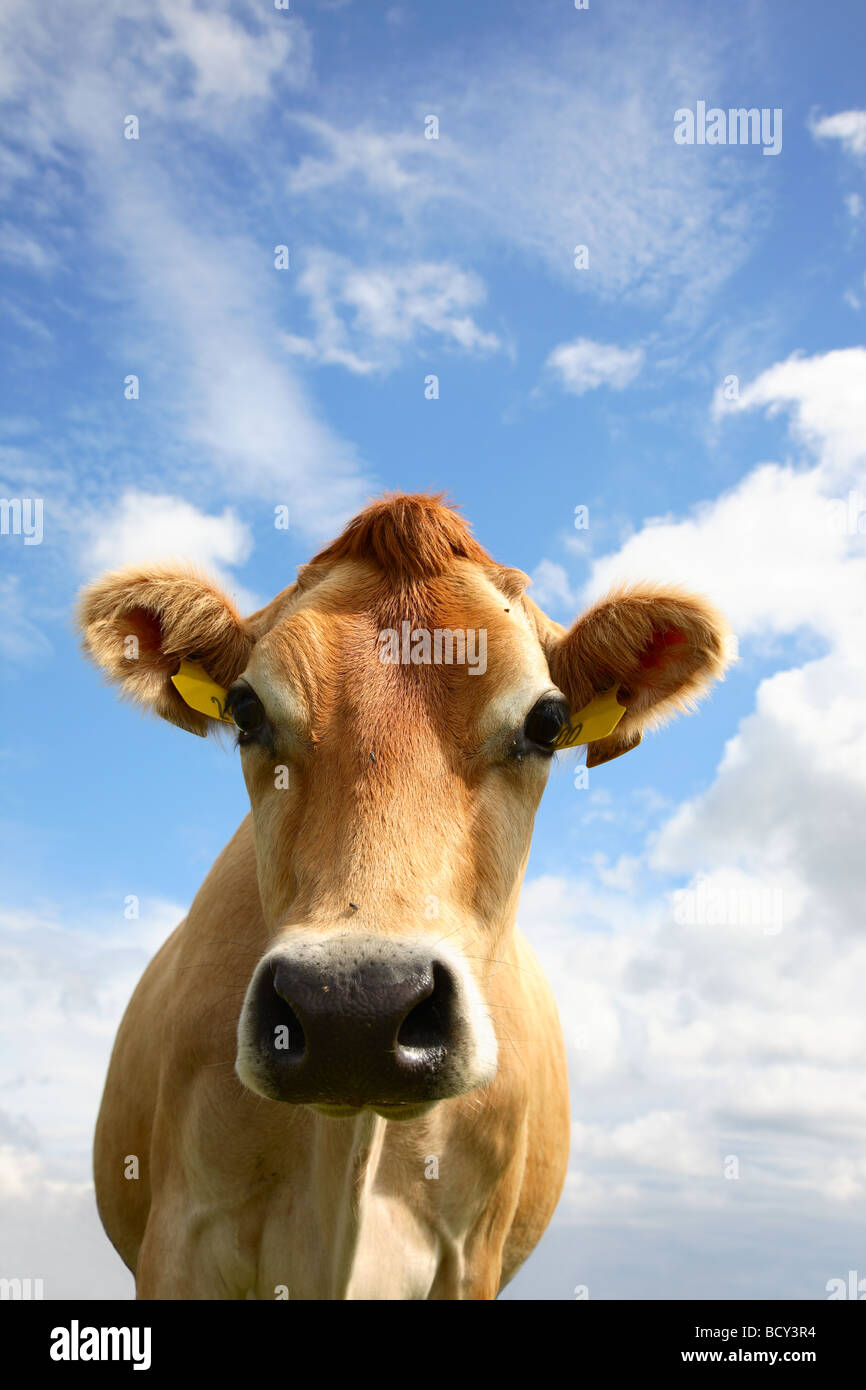 Jersey cow on the pasture against a blue sky with white clouds Stock ...