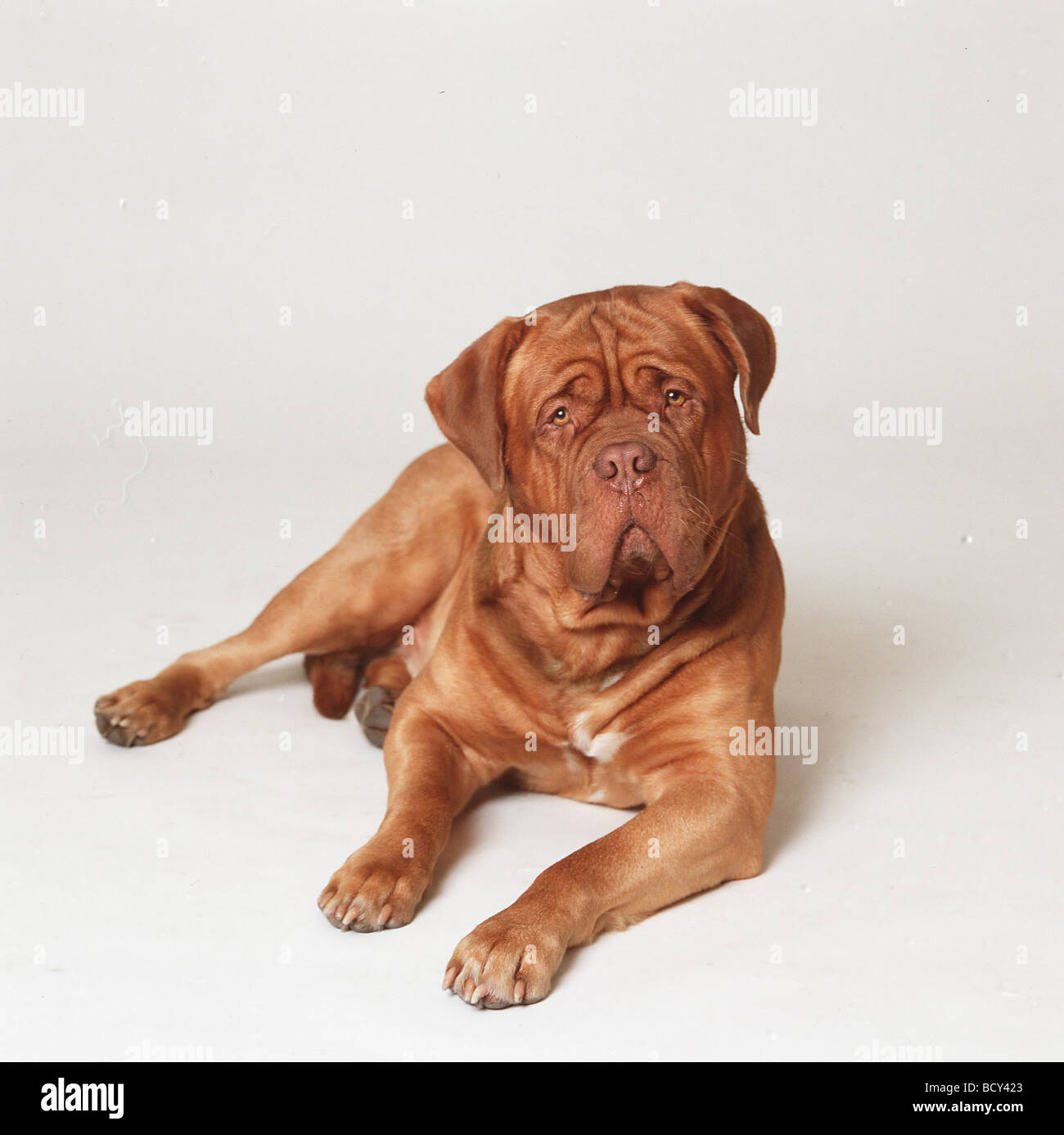 Bordeaux Dog Stock Photo