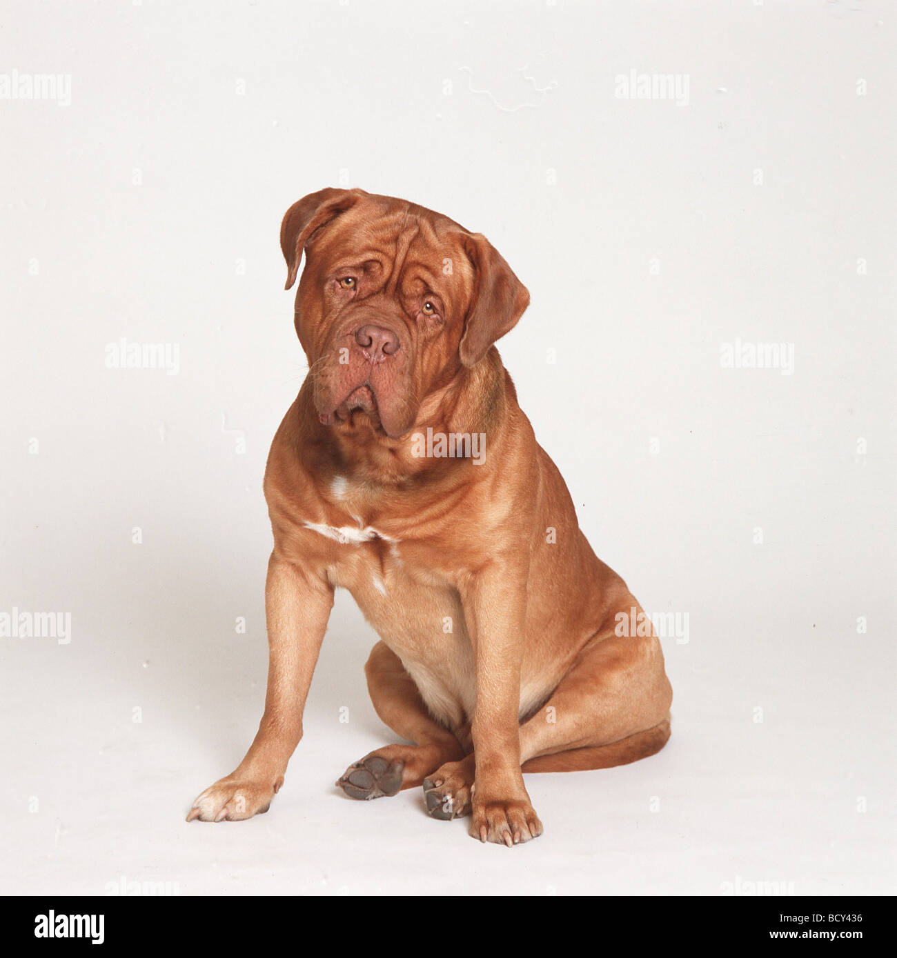 Bordeaux Dog Stock Photo