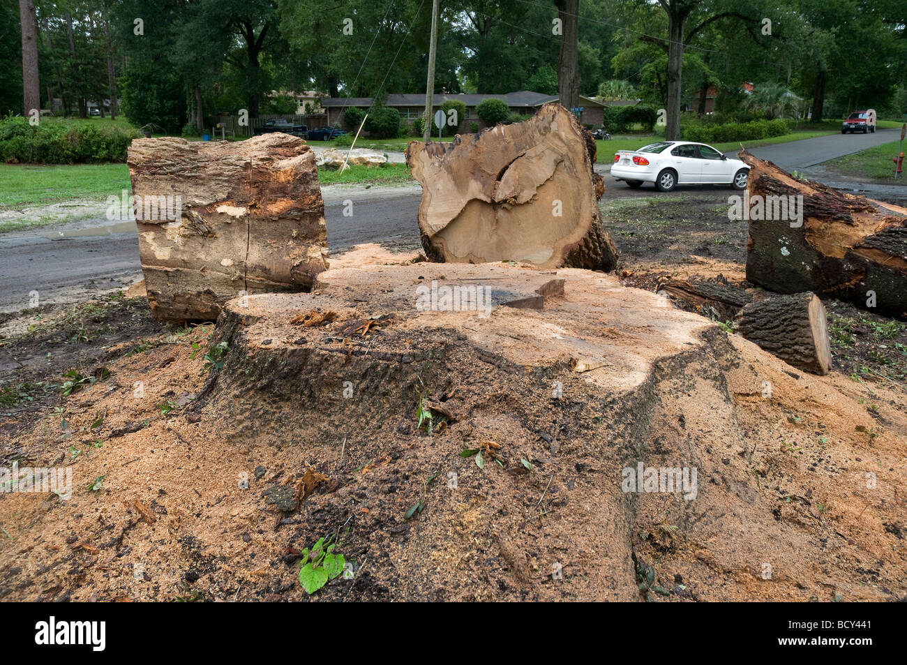 Old live oak florida united states hires stock photography and images Alamy