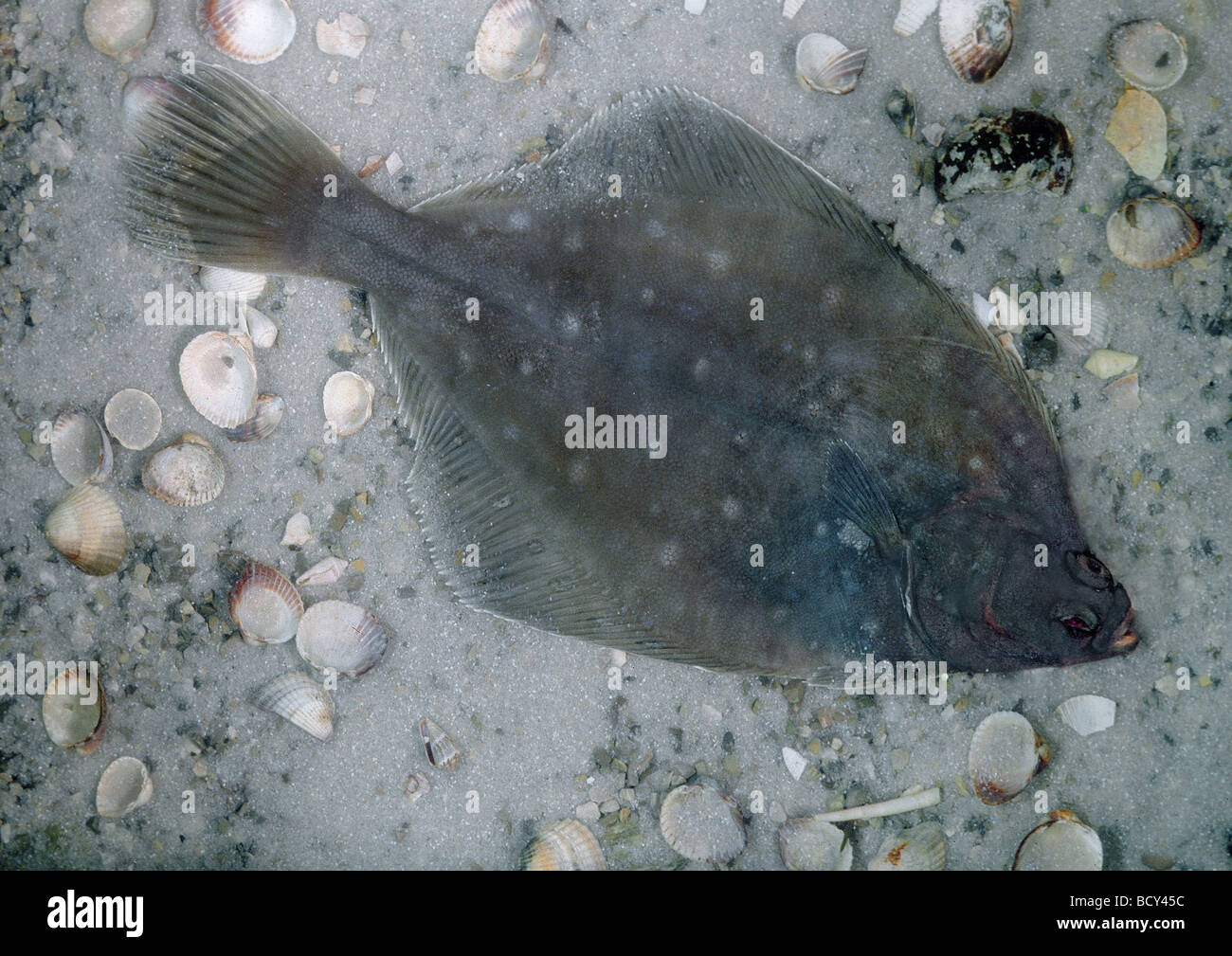platichthys flesus / European flounder Stock Photo - Alamy