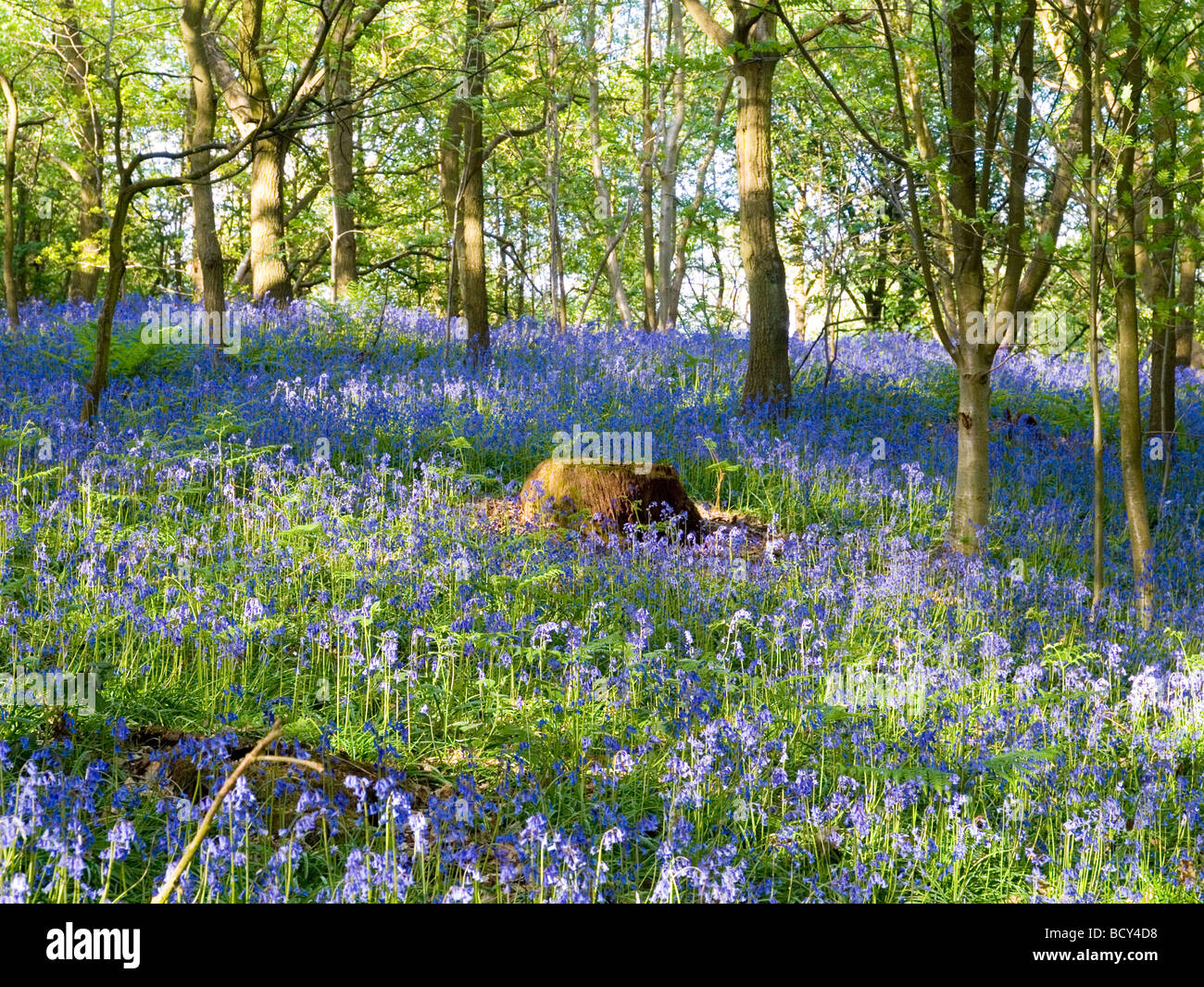 Spring bluebells in Charnwood Forest, Leicestershire England UK Stock Photo