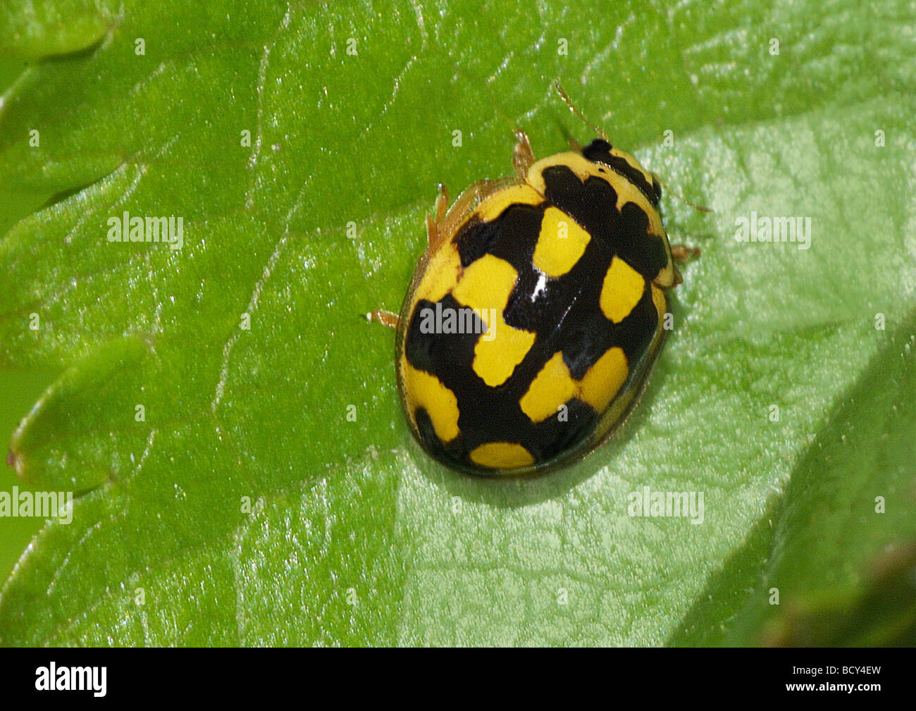 propylaea quatuordecimpunctata / fourteen-spot ladybird Stock Photo