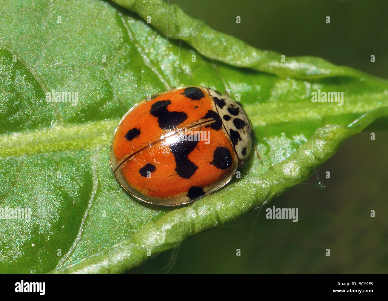 adonia variegata / various ladybird Stock Photo
