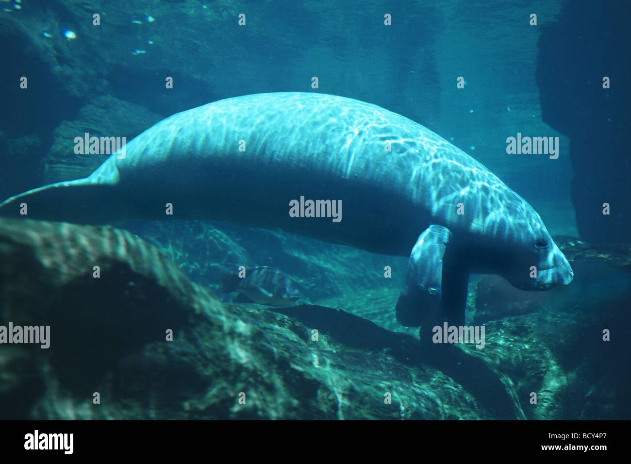 Sirenia / sea cows / manatees / dugongs Stock Photo