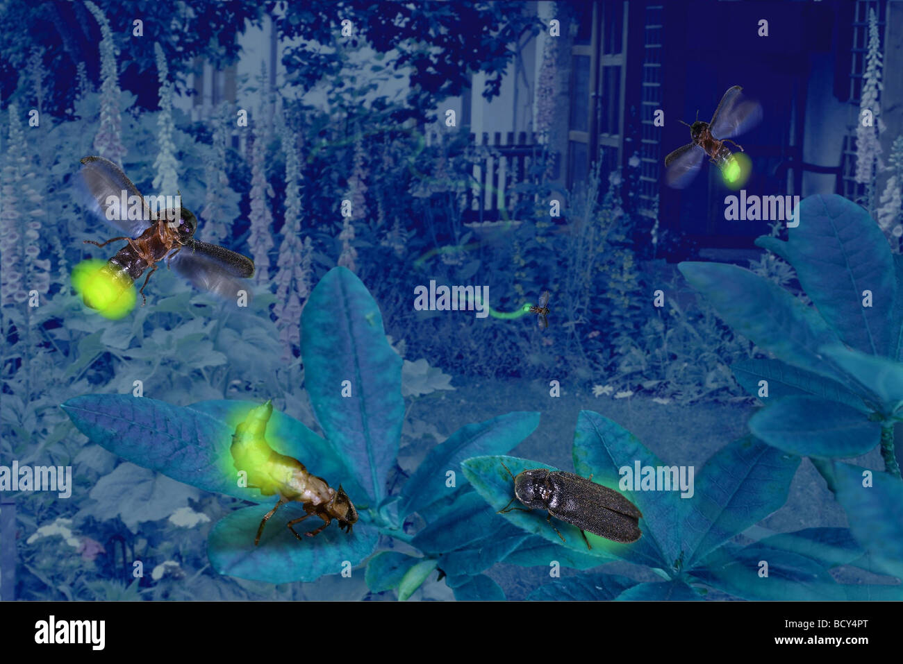 Lightning Bugs High Resolution Stock Photography and Images Alamy