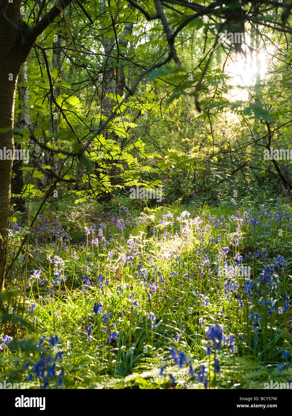 charnwood forest mountain biking