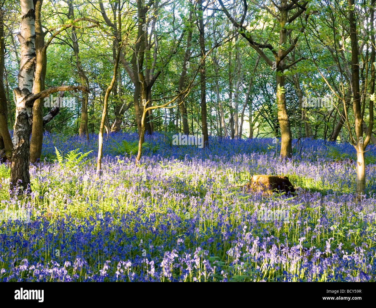 charnwood forest mountain biking