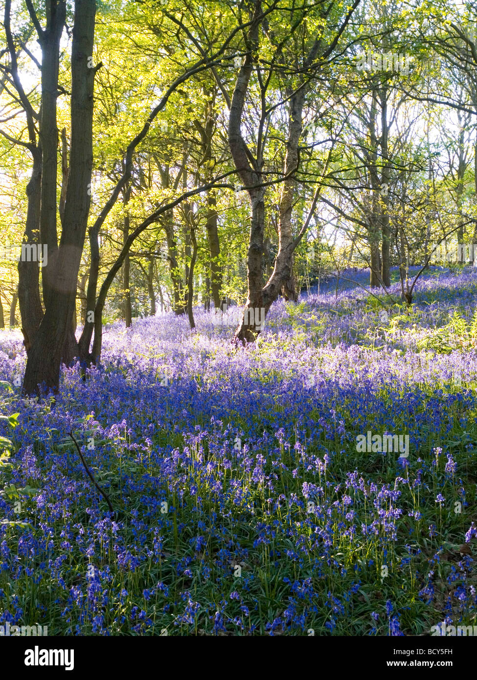 charnwood forest mountain biking