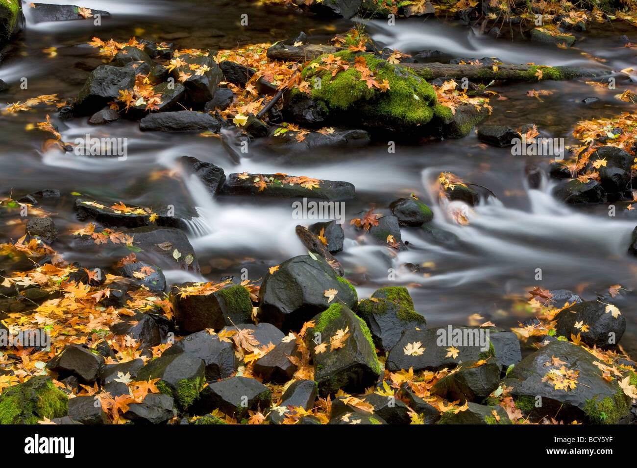 Fallen maple leaves in Bridal Veil Creek Columbia River Gorge National Scenic Area Oregon Stock Photo