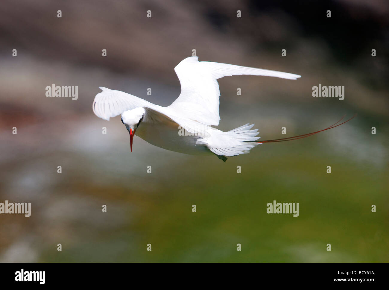 Red tailed Tropic bird in flight Kilauea Point National Wildlife Refuge Kauai Hawaii Stock Photo