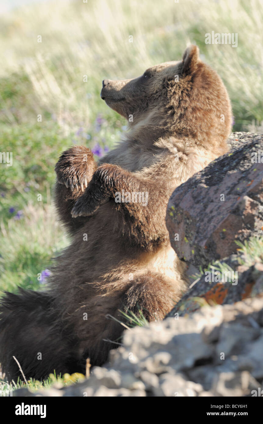 Stock photo of a grizzly bear rubbing his back on a rock, Yellowstone National Park, 2009. Stock Photo