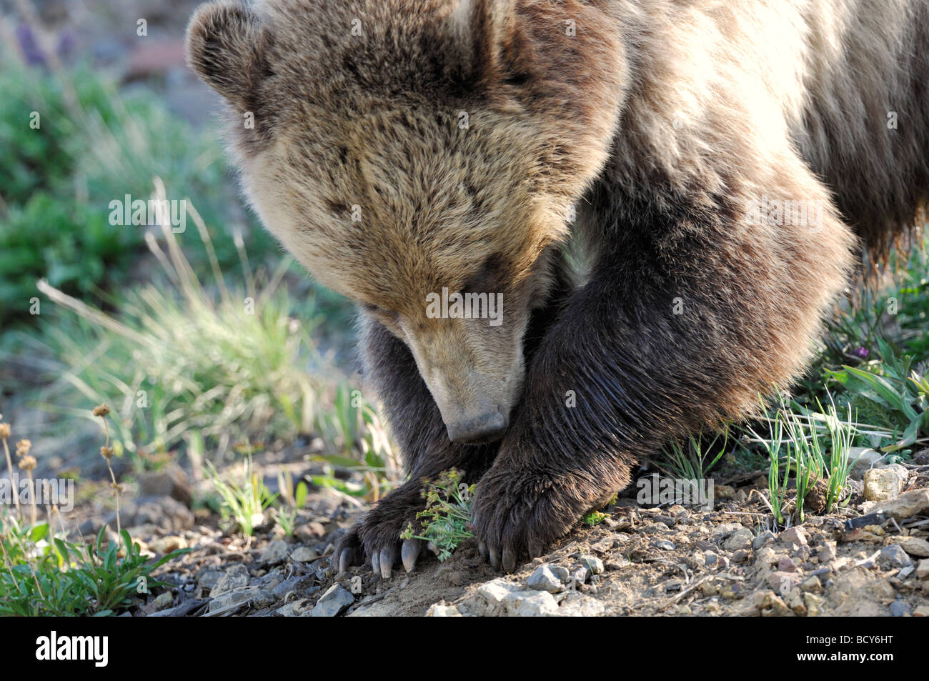 Stock photo of a grizzly bear digging up a plant, Yellowstone National Park, Wyoming, 2009. Stock Photo
