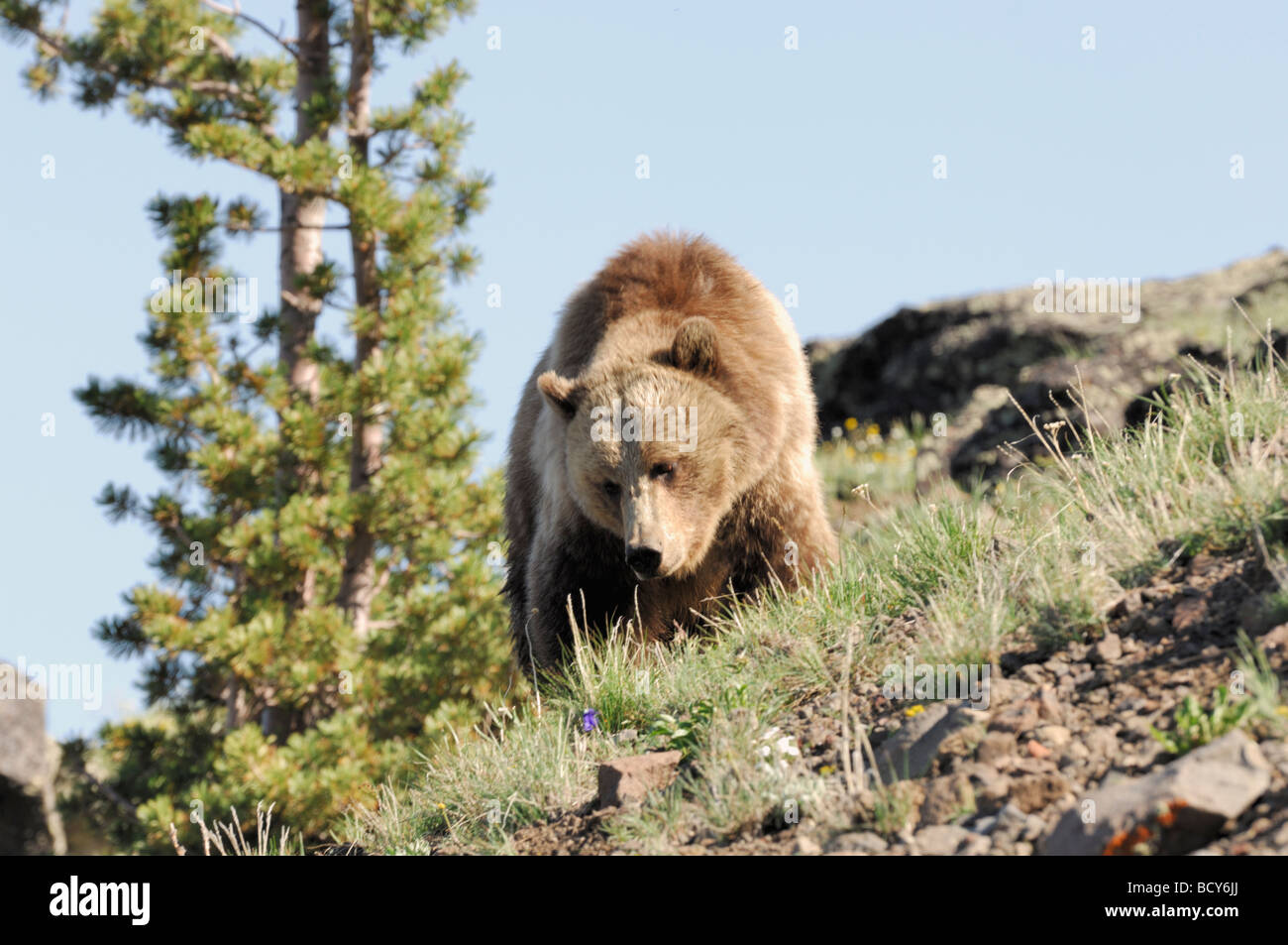 Stock photo of a grizzly bear walking along a hillside, Yellowstone National Park, Wyoming, USA, 2009. Stock Photo