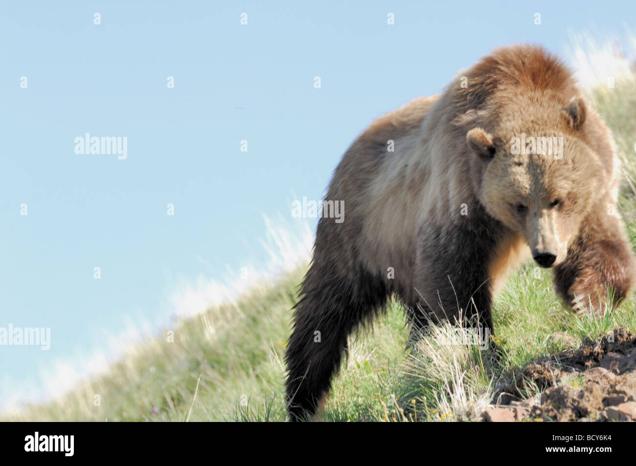 Stock photo of a grizzly bear walking along a hillside, Yellowstone National Park, Wyoming, USA, 2009. Stock Photo