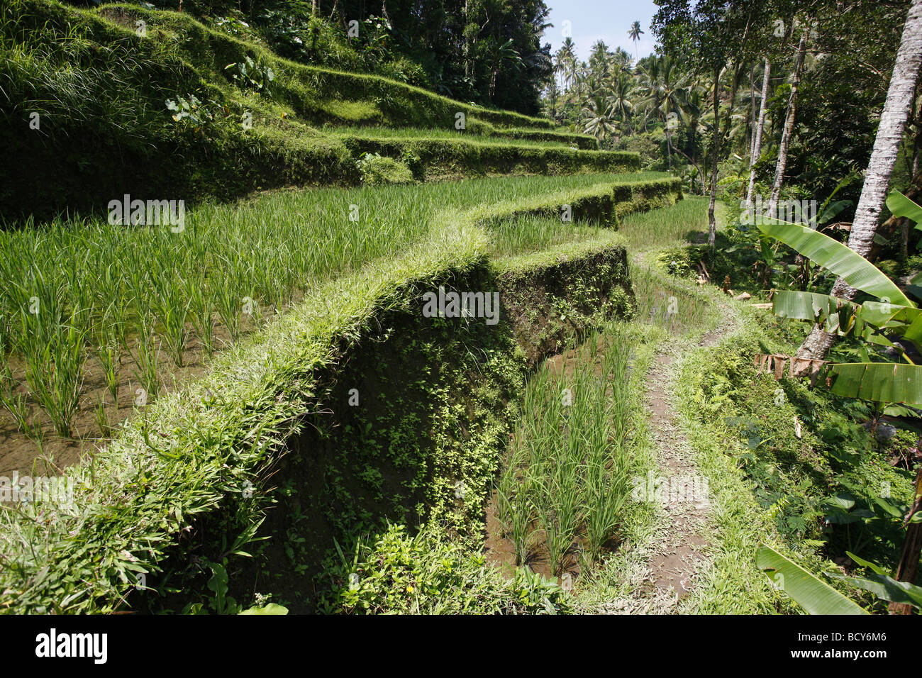 Rice fields in Pura Gunung Kawi Sebatu, the ancient royal tombs, Bali, Republic of Indonesia, Southeast Asia Stock Photo