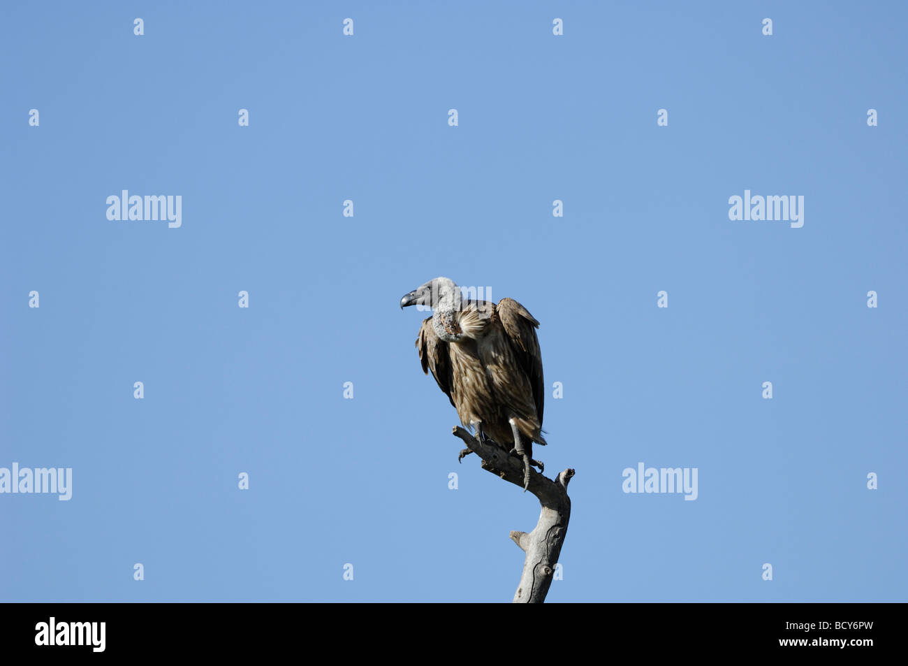 Stock photo of a white-backed vulture sitting on the top of a snag, Ndutu, Tanzania, February 2009. Stock Photo