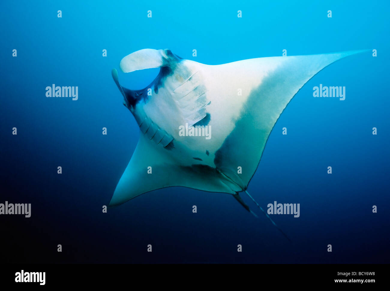 Manta Ray (Manta birostris) head fins opened, in midwater, open sea, Similan Islands, Andaman Sea, Thailand, Asia, Indian Ocean Stock Photo