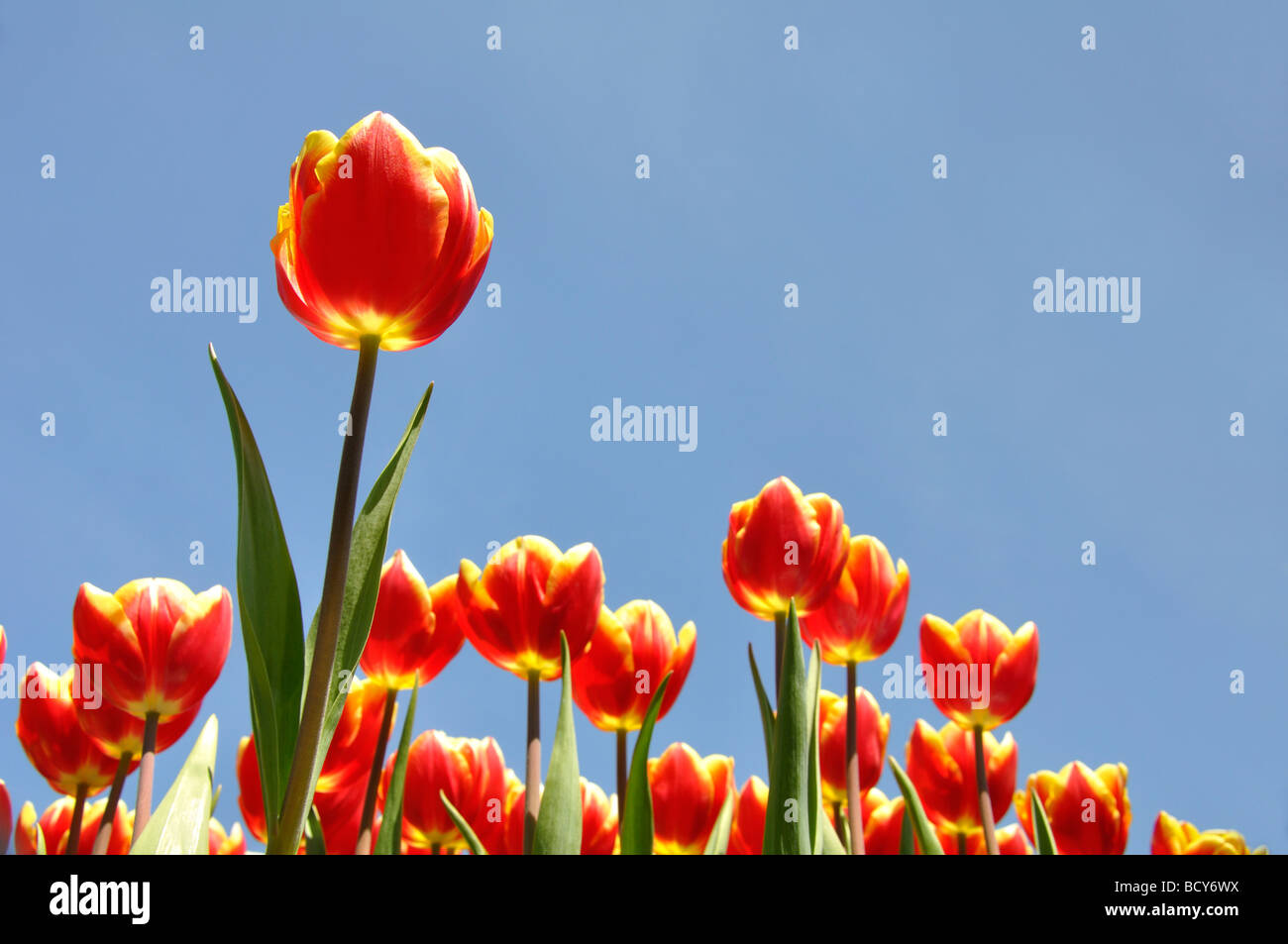 Red Lucky Strike Triumph tulips against blue sky Stock Photo