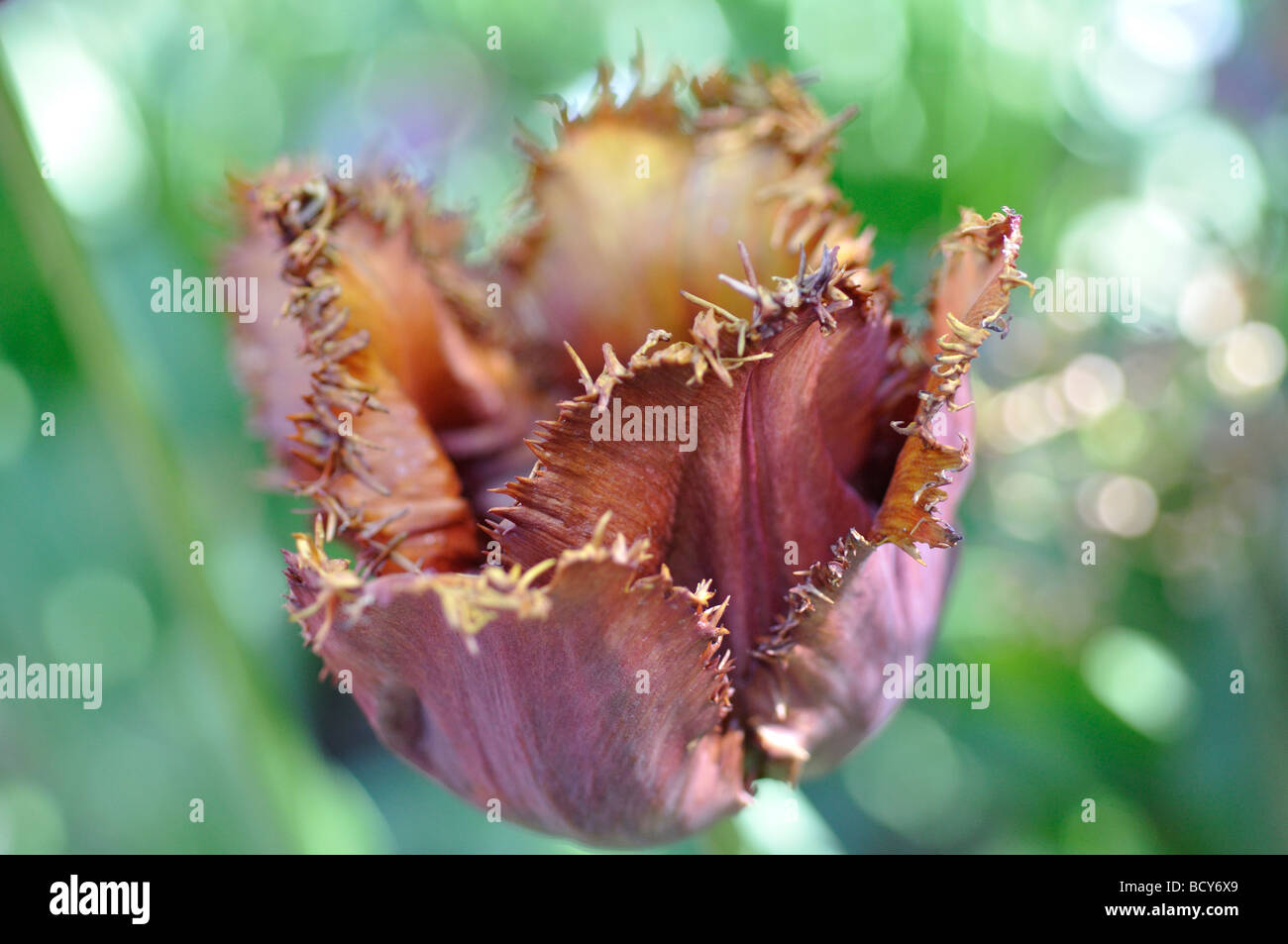 Black Jewel tulip close-up Stock Photo