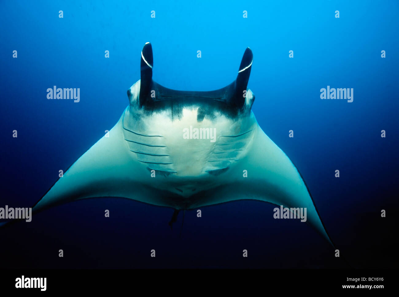 Manta Rays (Manta birostris), frontal, head fins rolled up, in midwater, blue water, Similan Islands, Andaman Sea, Thailand, As Stock Photo