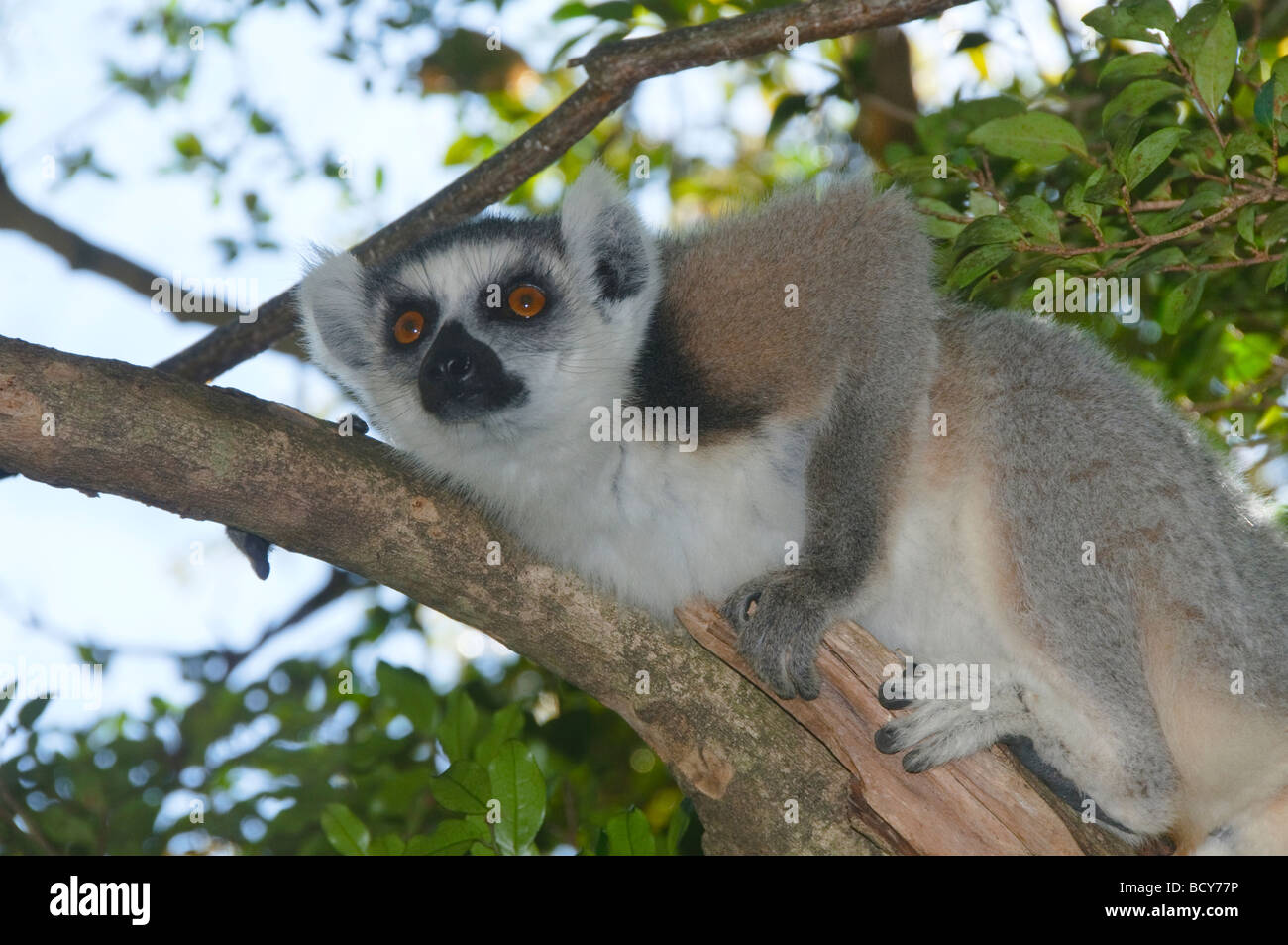 ring tailed lemur (catta) in Anja Reserve in Madagascar Stock Photo