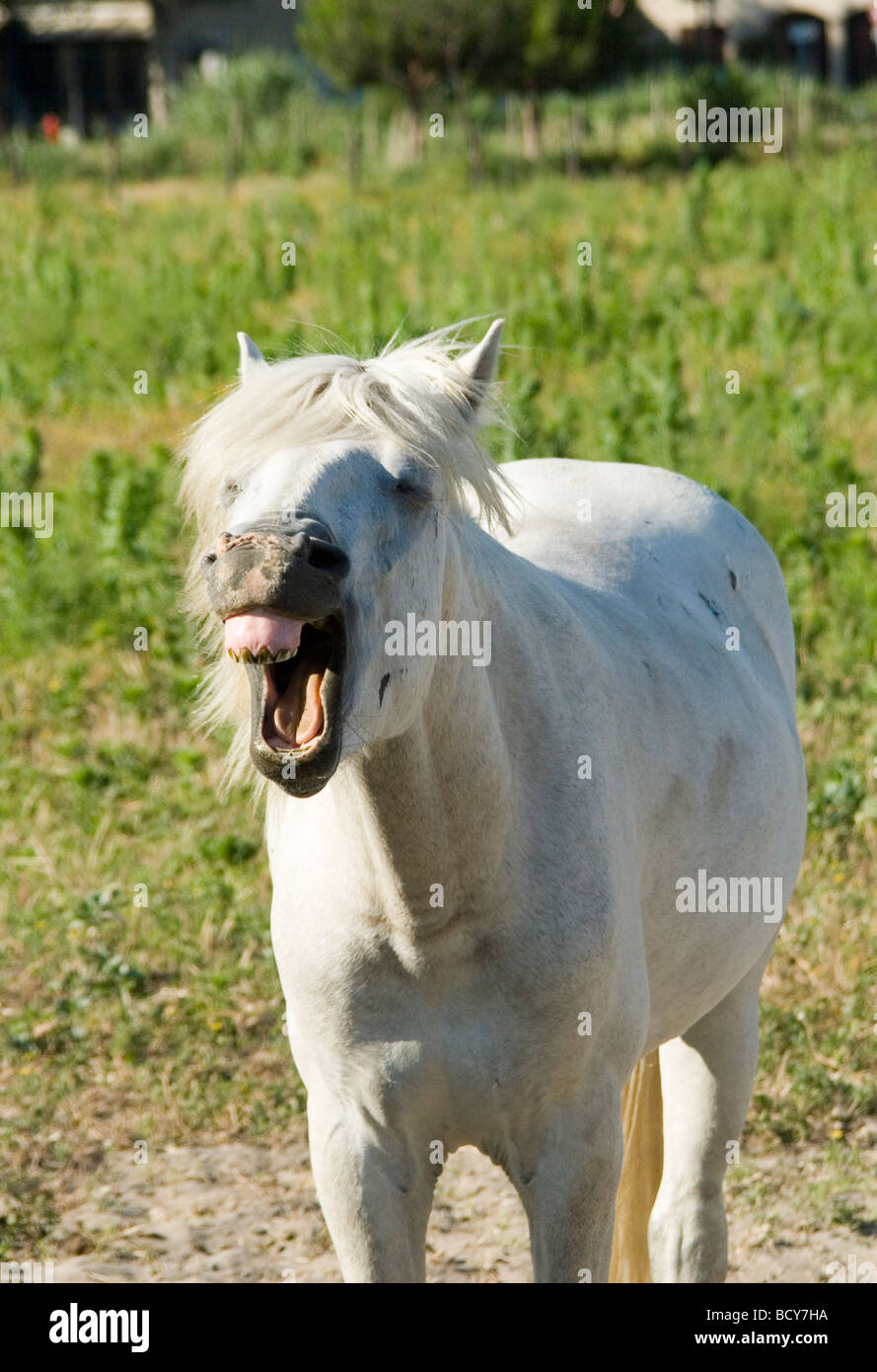 The Camargue horse of Southern Provence, France is used by Camargue Guardian  to manage the black bulls of the Camargue Stock Photo