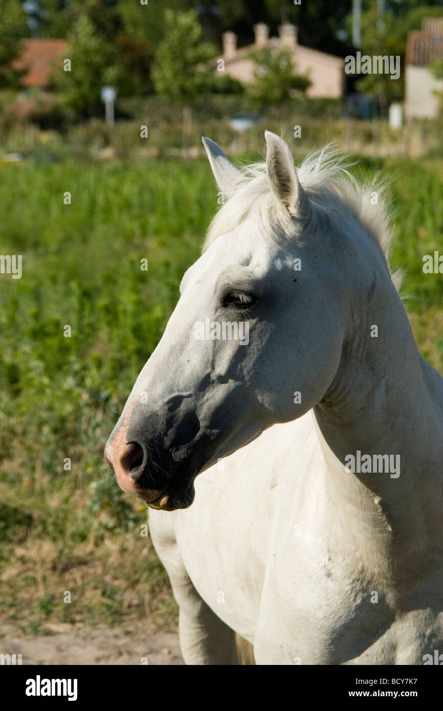 The Camargue horse of Southern Provence, France is used by Camargue Guardian  to manage the black bulls of the Camargue Stock Photo