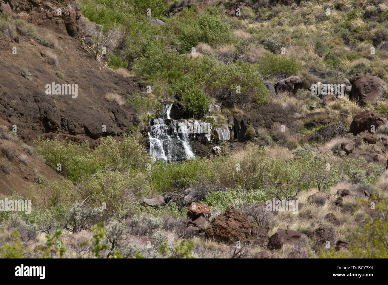 A CREEK runs through chaparral in the wild and scenic OWYHEE RIVER gorge EASTERN OREGON Stock Photo