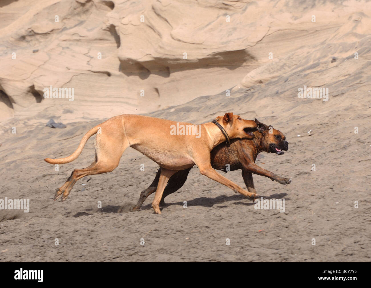 Two dogs playing on the beach Stock Photo - Alamy