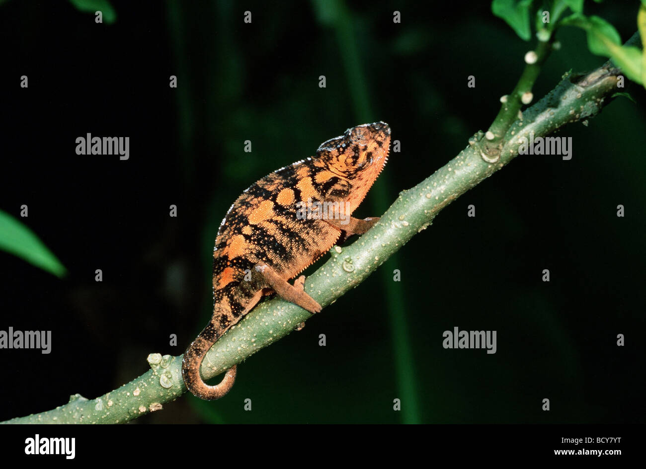 chamaeleo pardalis / panther chameleon Stock Photo