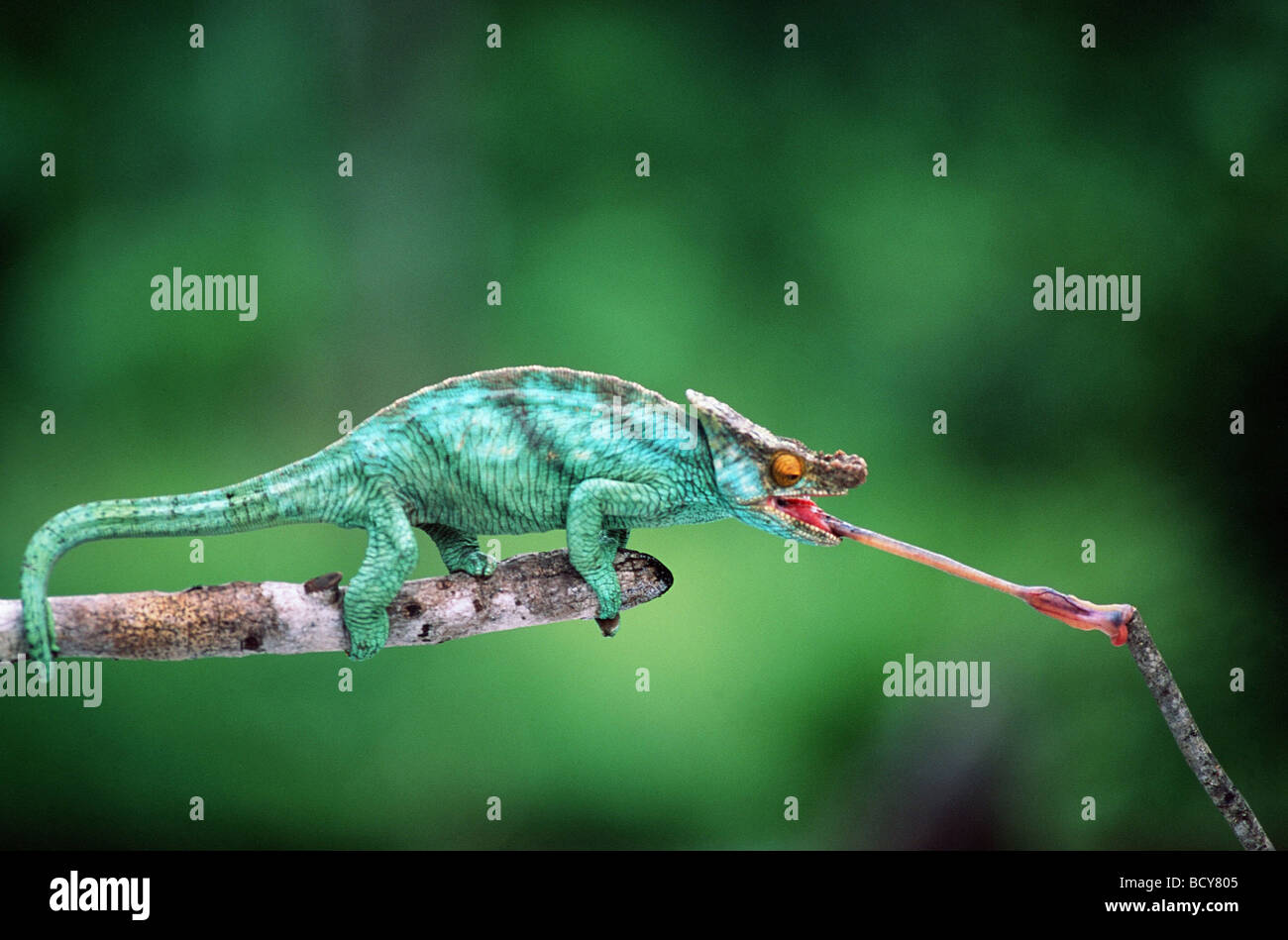 Parson's Chameleon (Calumma parsonii) . Tongue striking an insect Stock Photo