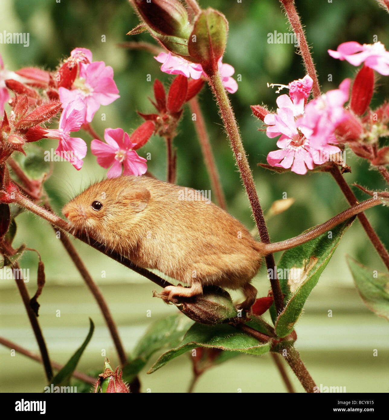 Harvest Mouse (Micromys minutus) on a stalk next to pink flowers Stock Photo