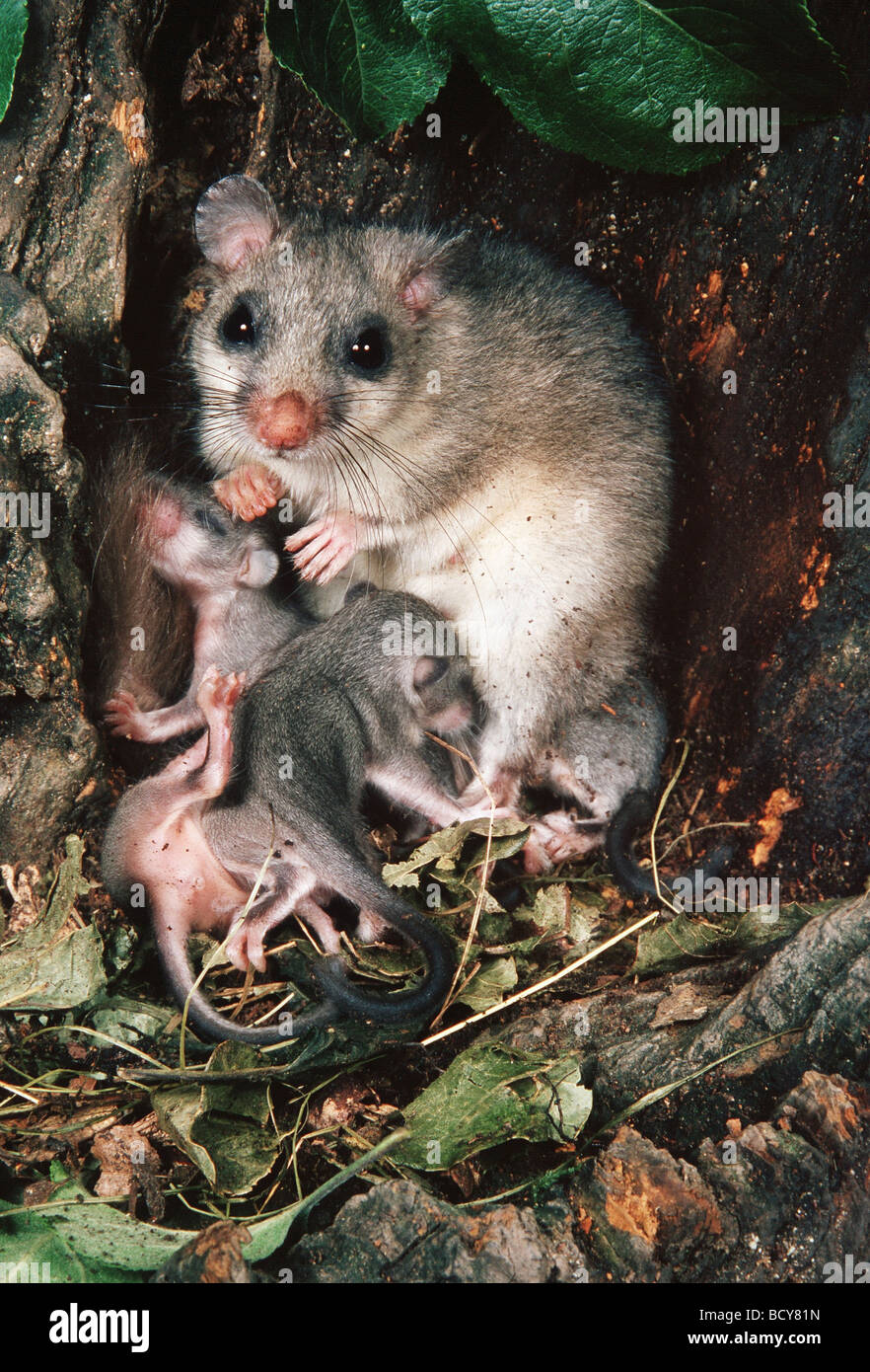 edible-dormouse-glis-glis-mother-and-young-in-nest-stock-photo-alamy