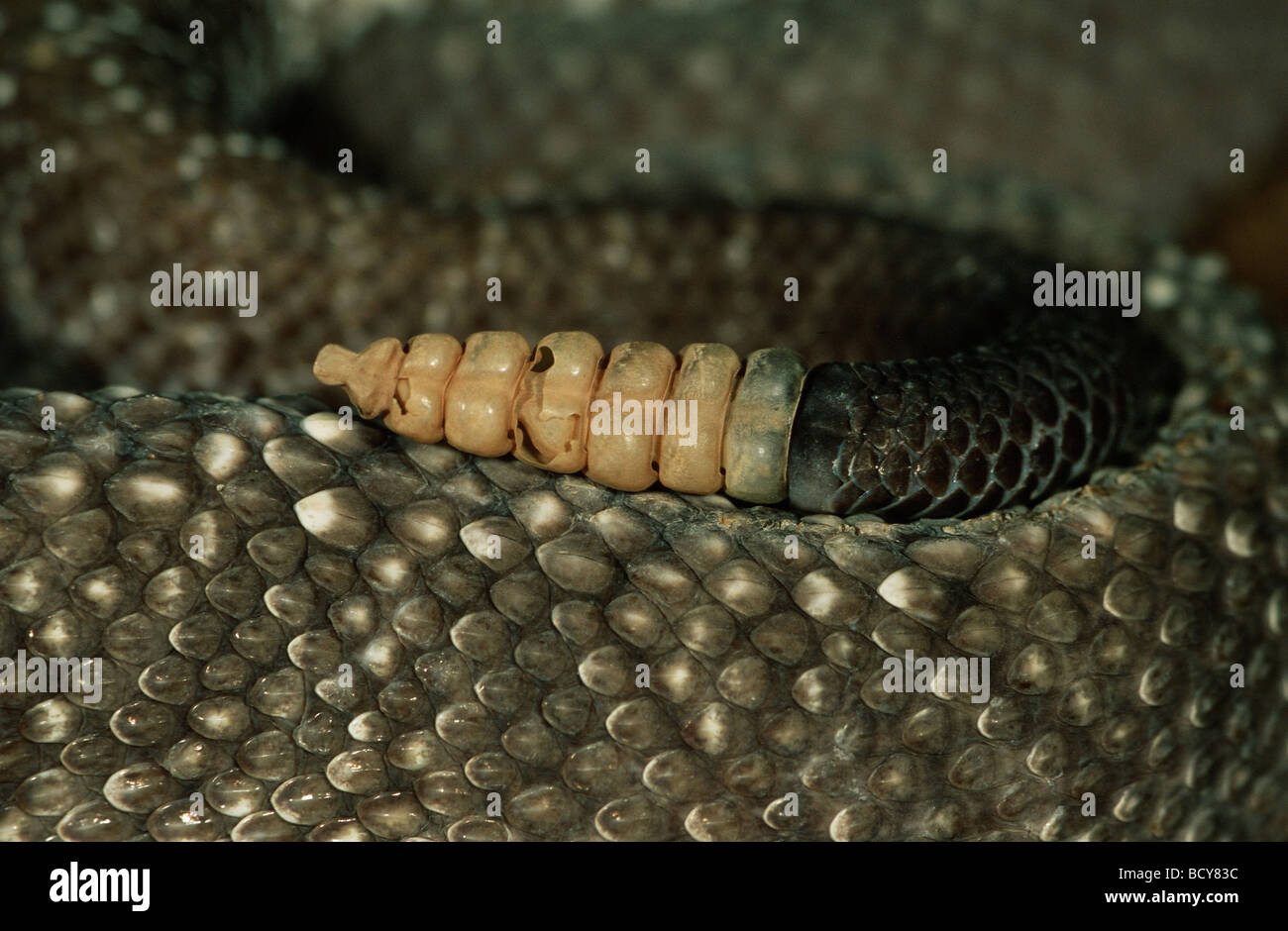 snake Stock Photo