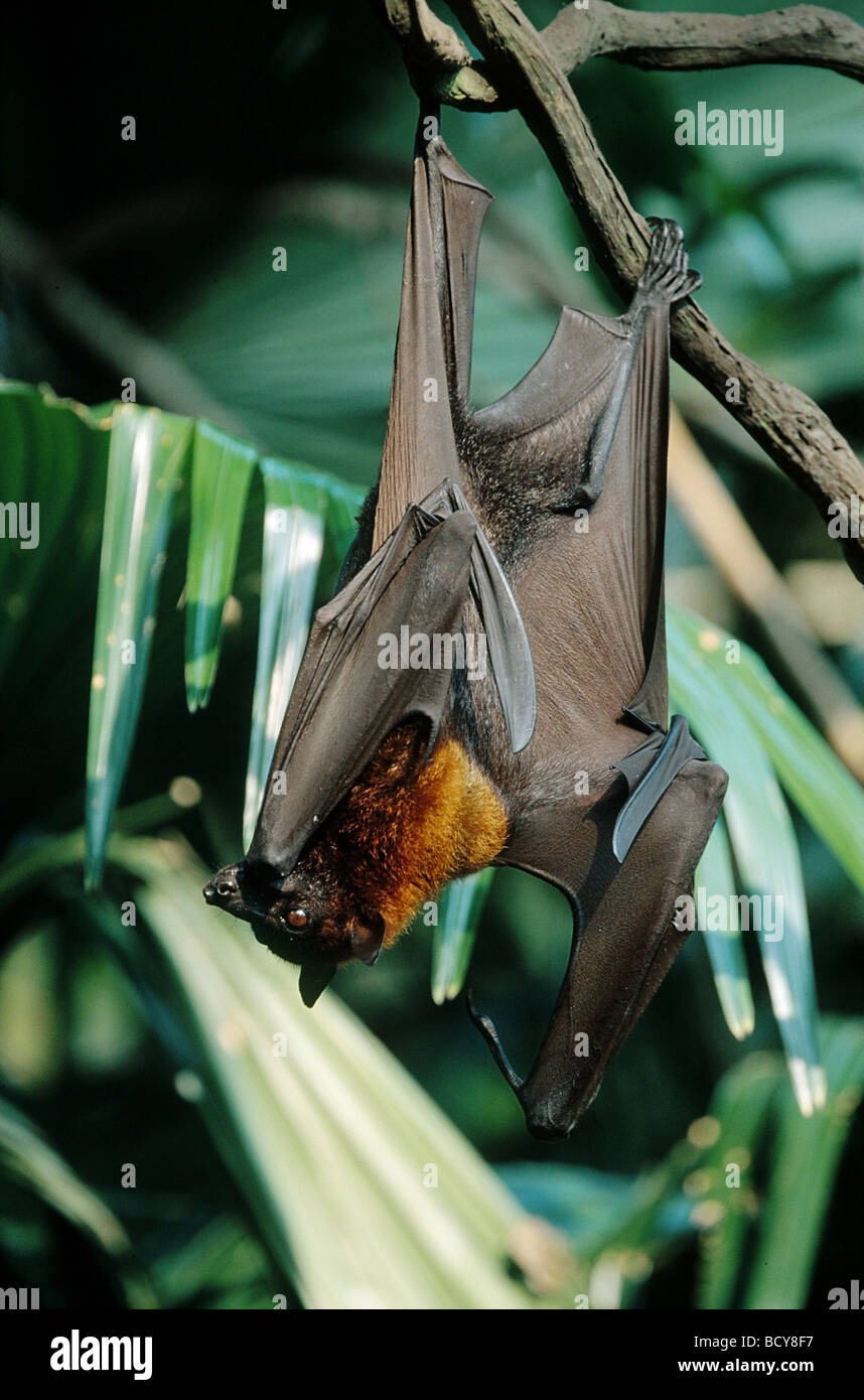 pteropus vampyrus / flying dog / kalong / large flying fox Stock Photo