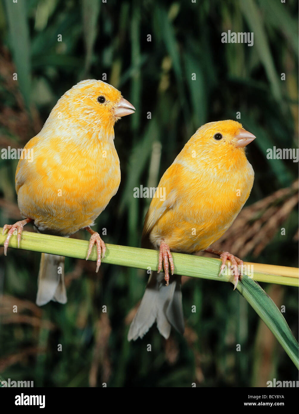 Canary (Serinus canaria), two birds perched Stock Photo